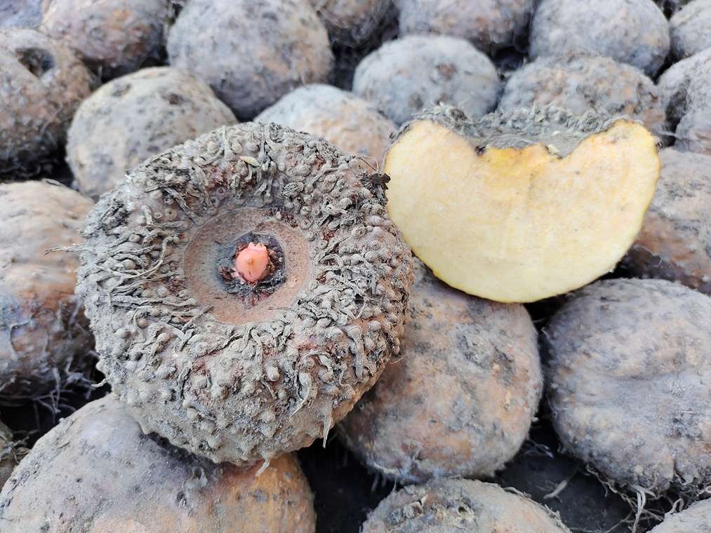 Top 5 Products That You Can Make From Konjac