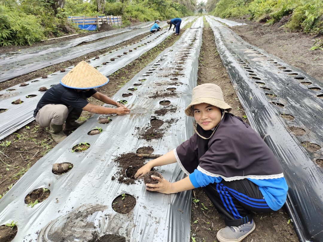 IMG 20210819 110736 scaled e1645764564349 MITRA PORANG NUSANTARA Indonesia Integrated Konjac Manufacturer. Produce High Quality Konjac Products That Meet Domestic and International Standard. Step 3. Planting Season