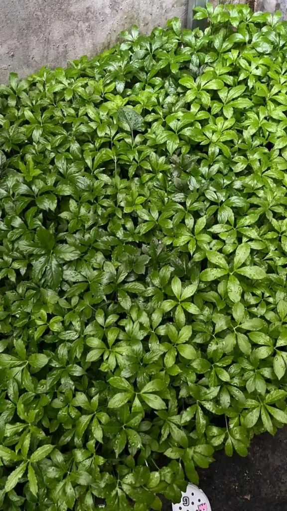 budidaya porang img 1 result MITRA PORANG NUSANTARA Indonesia Integrated Konjac Manufacturer. Produce High Quality Konjac Products That Meet Domestic and International Standard. Maksimalkan Lahan Terbatas Budidaya Porang Yang Efisien Untuk Menambah Nilai Ekonomi