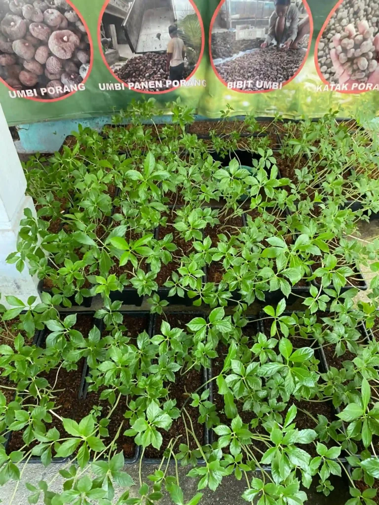 budidaya porang img 2 result MITRA PORANG NUSANTARA Indonesia Integrated Konjac Manufacturer. Produce High Quality Konjac Products That Meet Domestic and International Standard. Maksimalkan Lahan Terbatas Budidaya Porang Yang Efisien Untuk Menambah Nilai Ekonomi