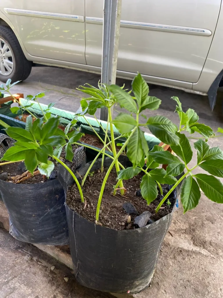 budidaya porang img 3 result MITRA PORANG NUSANTARA Indonesia Integrated Konjac Manufacturer. Produce High Quality Konjac Products That Meet Domestic and International Standard. Maksimalkan Lahan Terbatas Budidaya Porang Yang Efisien Untuk Menambah Nilai Ekonomi