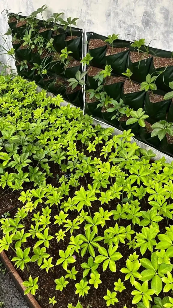 budidaya porang img 5 result MITRA PORANG NUSANTARA Indonesia Integrated Konjac Manufacturer. Produce High Quality Konjac Products That Meet Domestic and International Standard. Maksimalkan Lahan Terbatas Budidaya Porang Yang Efisien Untuk Menambah Nilai Ekonomi