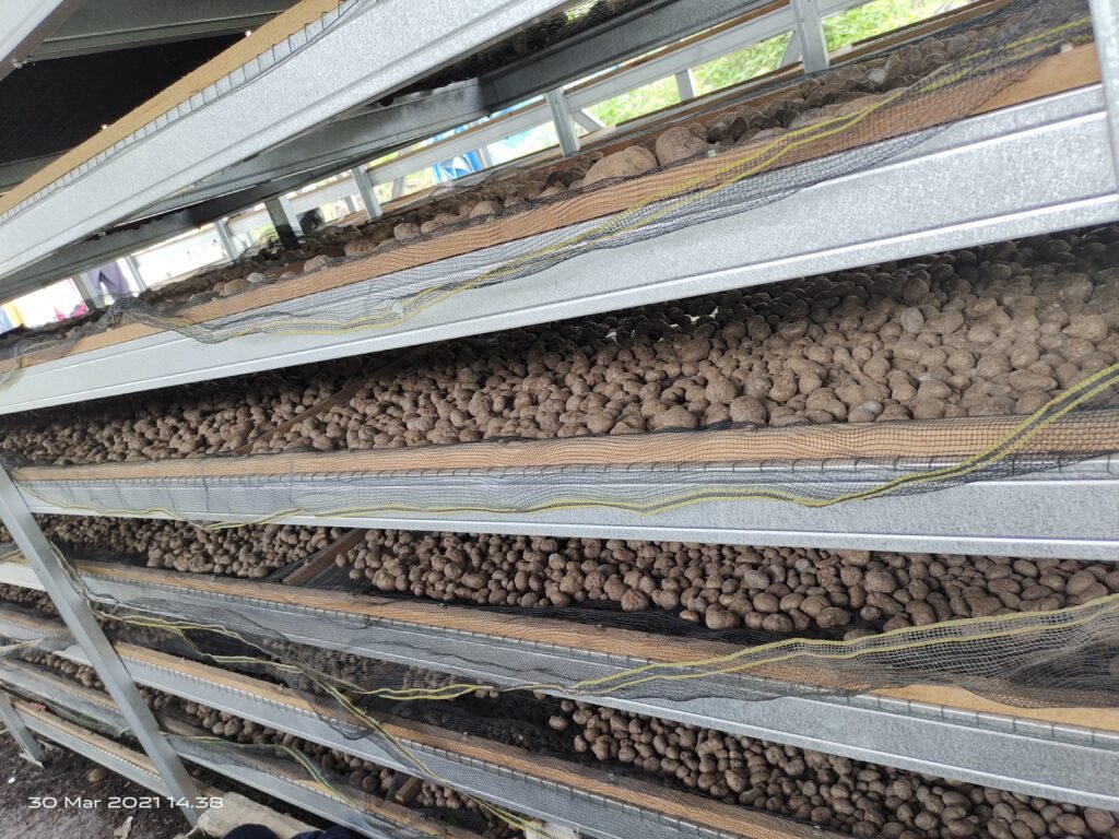 IMG 20210330 143845 MITRA PORANG NUSANTARA Indonesia Integrated Konjac Manufacturer. Produce High Quality Konjac Products That Meet Domestic and International Standard. Our Nursery
